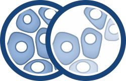 Ilustraciones en capas de células mostrando más células en la parte inferior y menos células en la parte superior